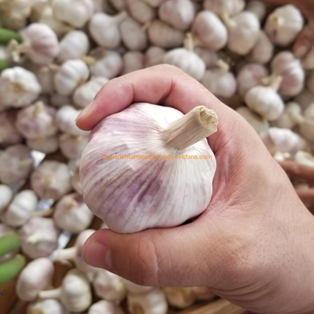 Cheapest China Fresh 3p Pure Normal White Garlic