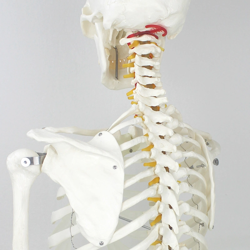 Popular Design Model of The Skeleton (Plastic PVC)