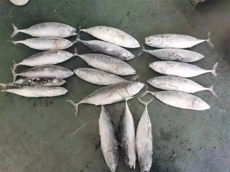 Sale Fresh Bonito Fish Auxis Tapeinosoma Thailand Frozen IQF Bonito