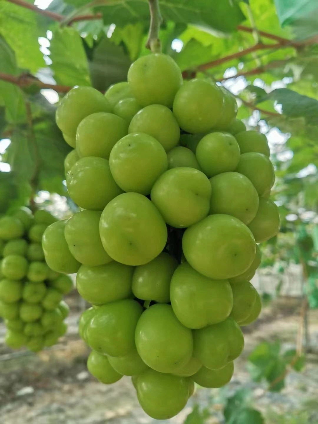 Mascate fresco del sol rojo/verde uvas sin costuras Malus