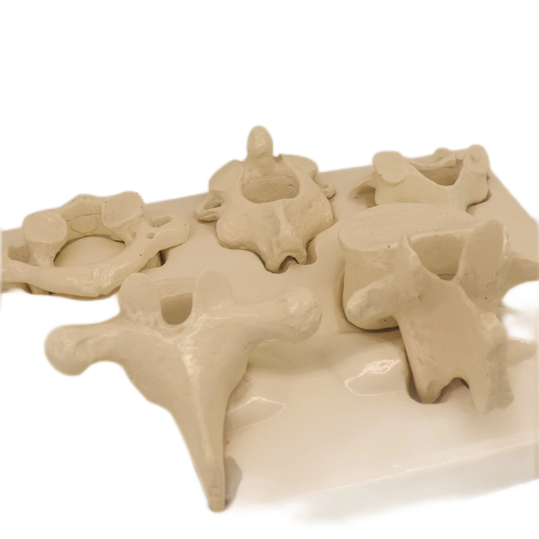 Strong Support PVC Humam Anatomical Model Human Bodyatlas Andaxis Vertebra of Cervical 12 Thorcic Lumbar 5 and Sacrum Coccyx 25 Parts