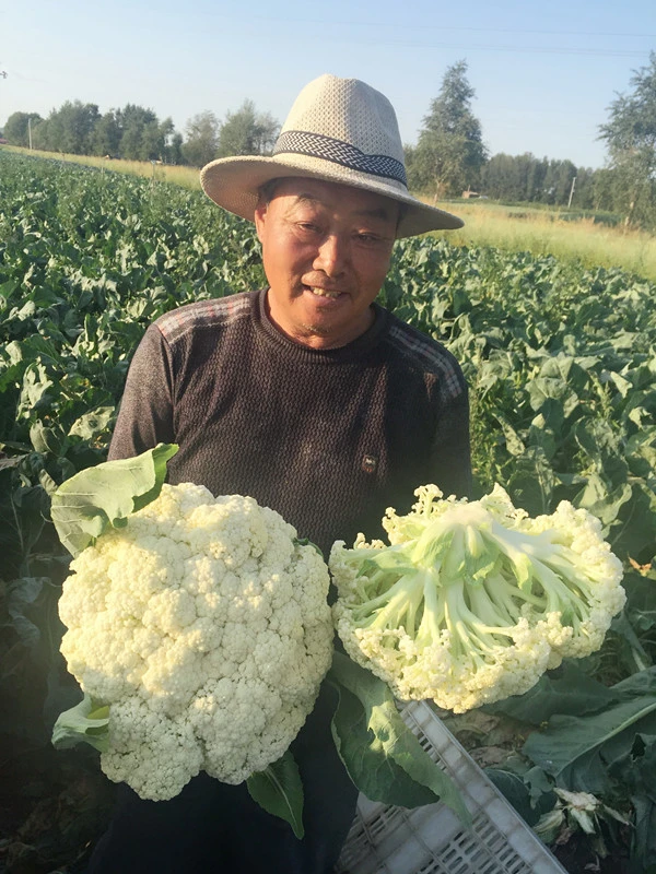 Madurez tardía enfermedad de dureza fría resistencia White Cauliflower semillas para Plantación