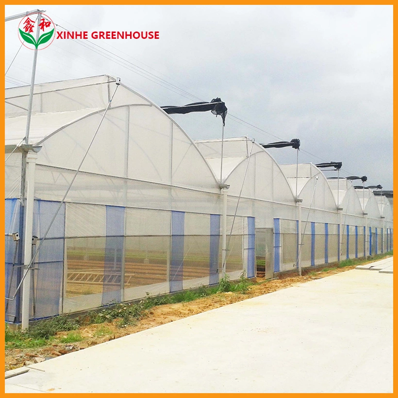 Hot Galvanized Steel Frame Plastic Film Greenhouse with Hydroponic Growing System