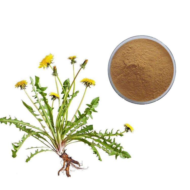 Manufacturer Halal Kosher Organic Roasted Taraxacum Monogolicum Dandelion Root Extract for Tea Coffee