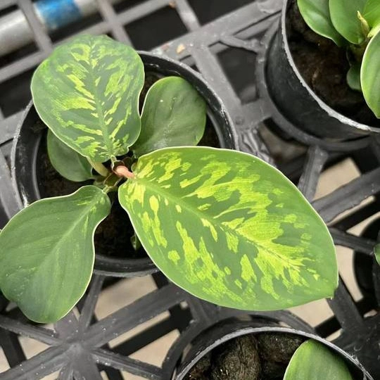 Aglaonema verde Camuflaje Bonsai Seedling Planta Real Venta caliente