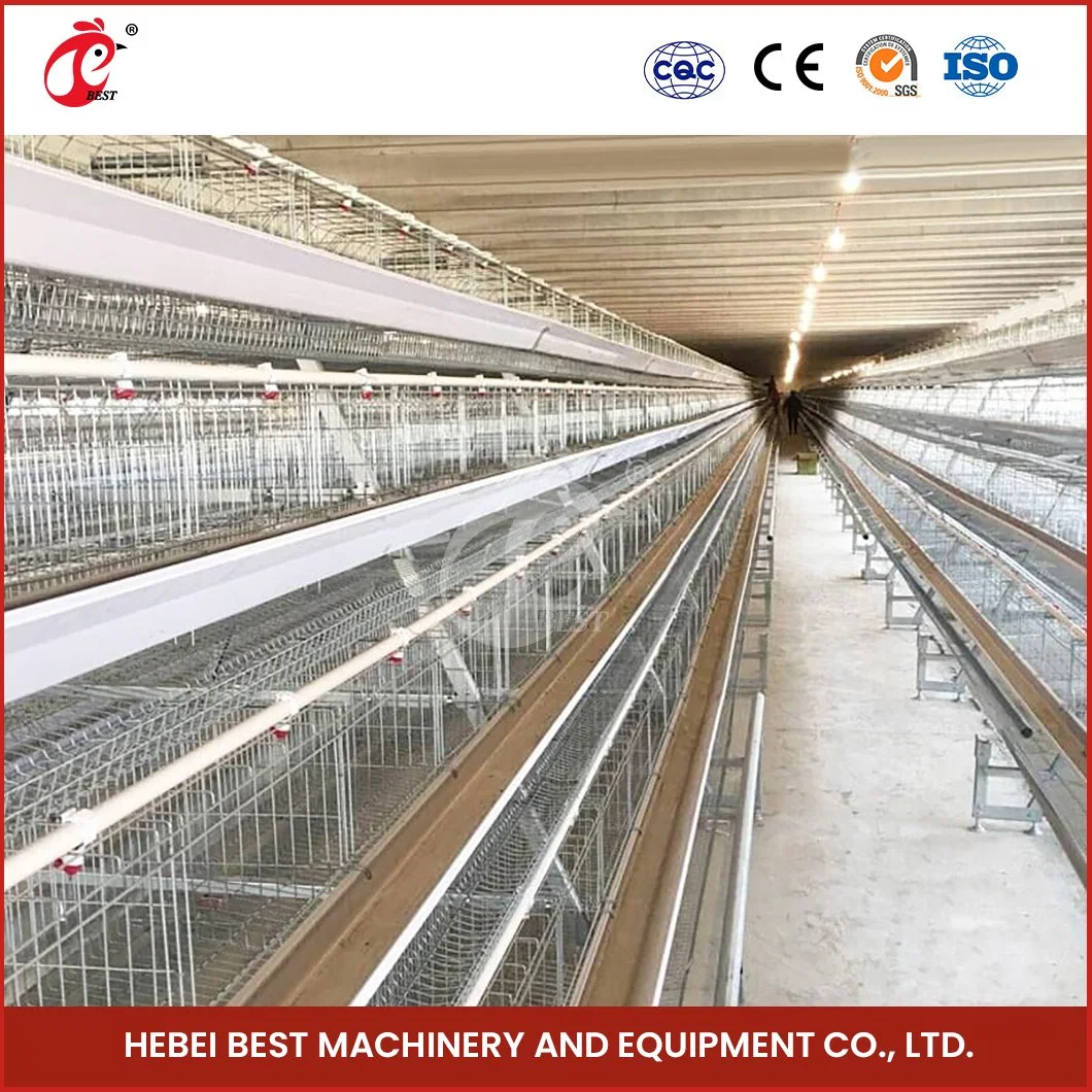 Bestchickencage tipo ordinario de la jaula de la capa de China el triángulo de la capa de Pollo Coop personalizado de proveedor de bajo coste de mantenimiento de la jaula de la capa de pollo los precios de los 10000.