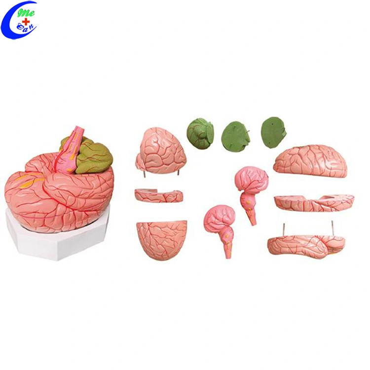 Teaching Human Plastic Brain 3D Medical Model Medical Training Anatomy Model