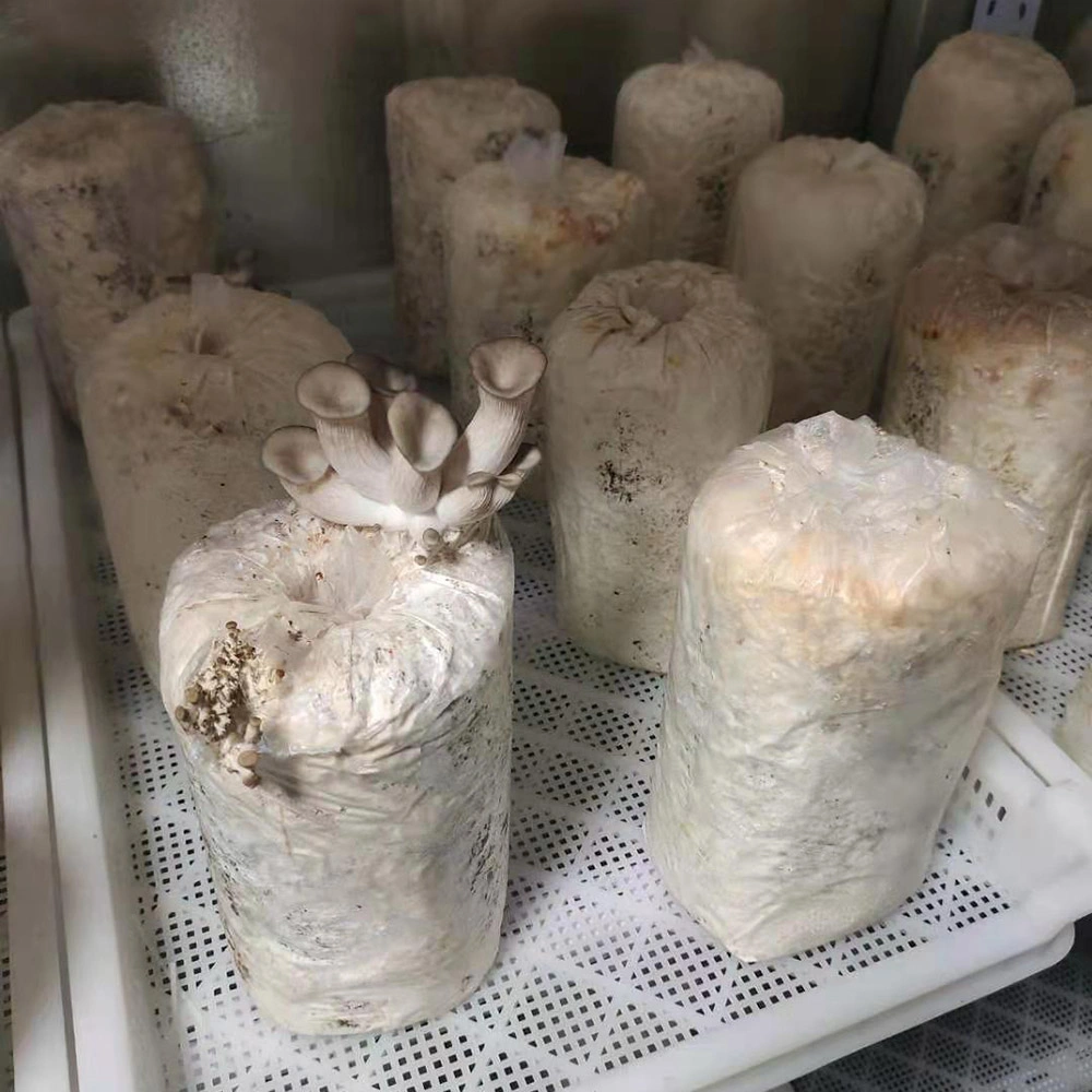 Fabricante China de alto rendimiento utilizado cuarto de cultivo de setas de efecto invernadero de contenedor con sistema de hidroponía