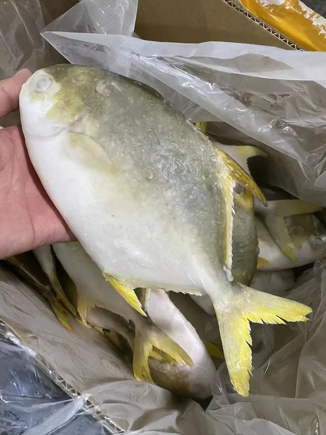 Frozen Fish Golden Pomfret Pompano