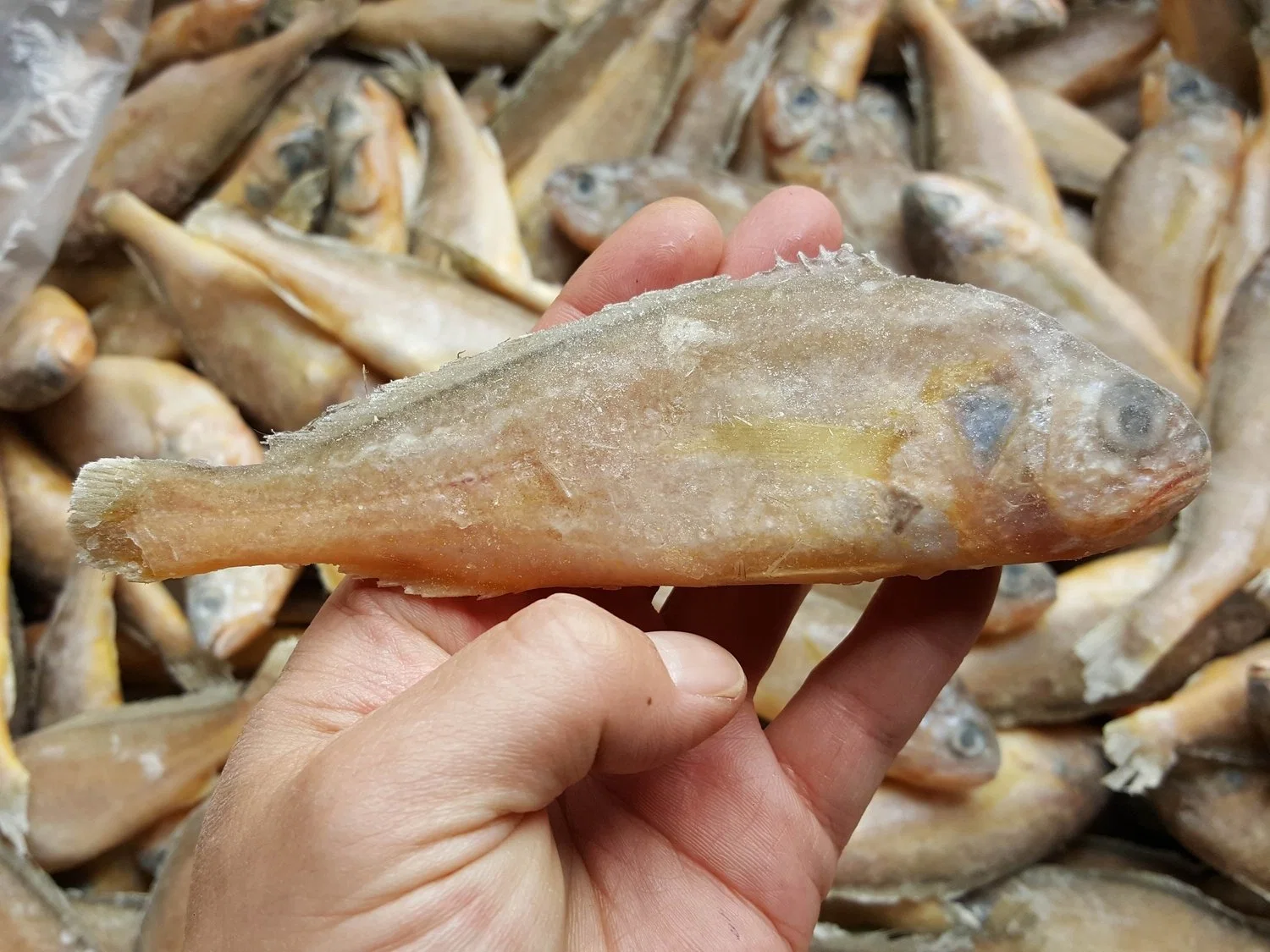 Frozen China Yellow Croaker Fish