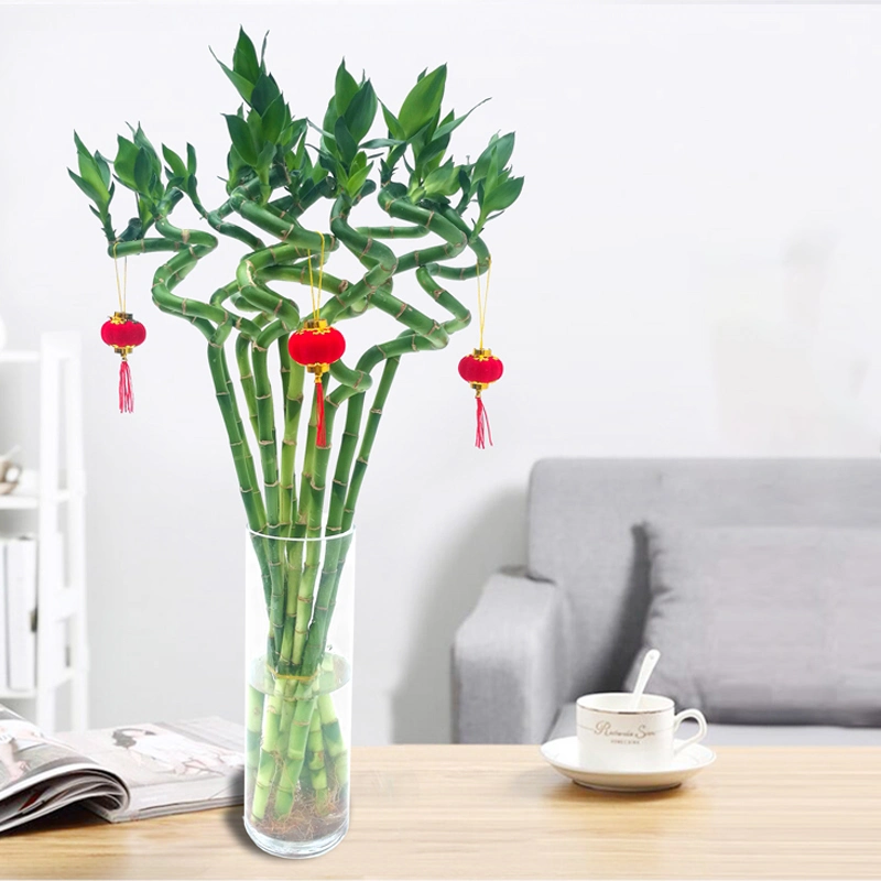 High quality/High cost performance spiral Lucky Bamboo Live Plant Artificial Flower Wholesale/Supplier