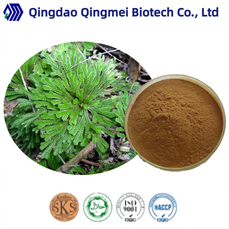 Factory Supply Herbal Extract Selaginella Tamariscina Extract