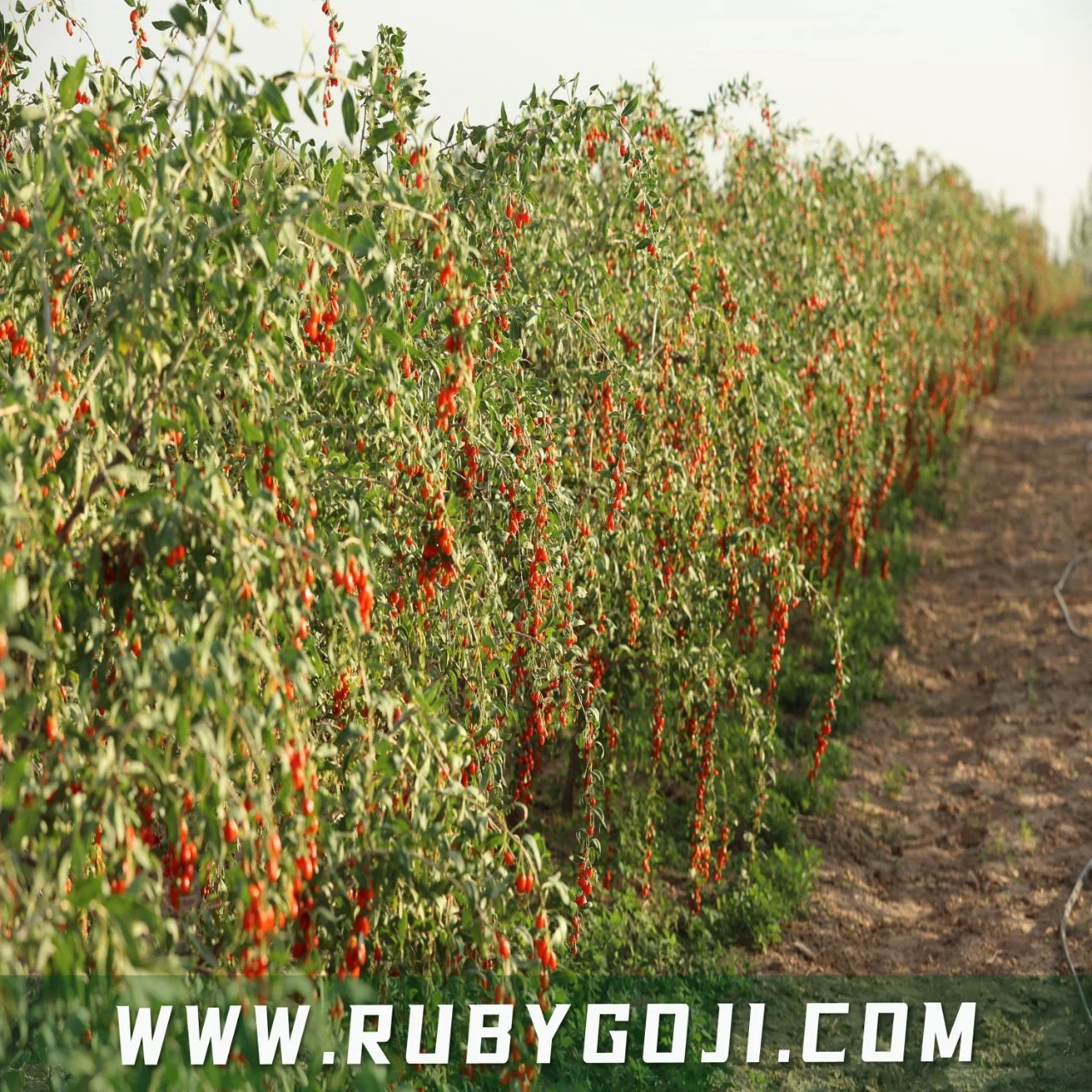 Polysaccharide Goji Berry Powder Natürliches Lycium Barbarum Extrakt