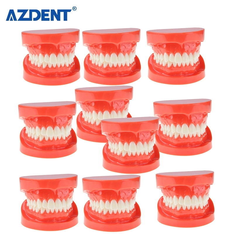 Best Selling Teeth Model Zyr-7004 Dental Teeth Model