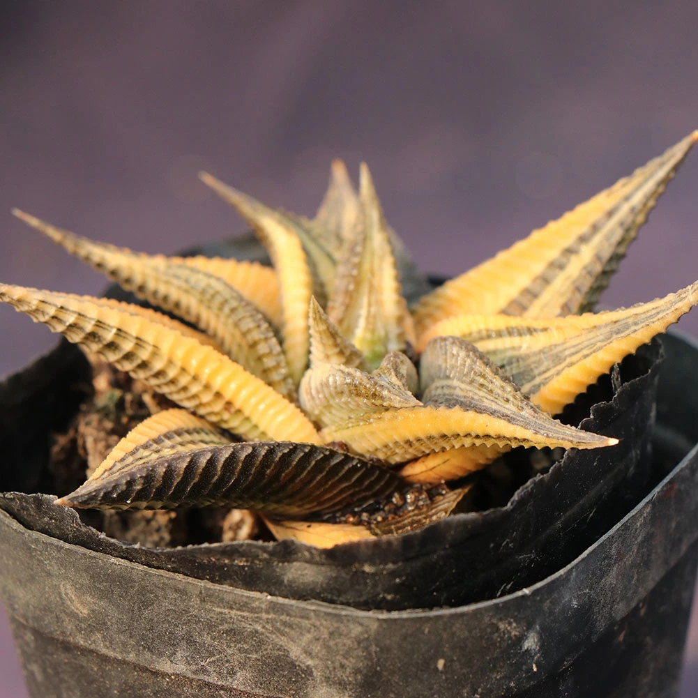 China Proveedor Limifolia Senyang Variegata Haworthia naturales de plantas suculentas