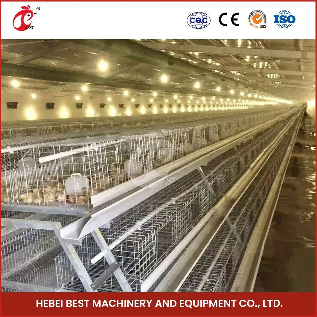 Bestchickencage a Type Pulled Brooder Cage Breeder Cage China Brooder Coop Sheds Supplier Custom Low Maintenance Cost 5000 Chickens Pullet Cage