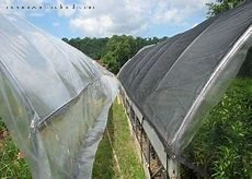 Herstellung Großhandel 100% Virgin PE / Kunststoff / Nylon Monofilament Garten / Landwirtschaft / Gewächshaus / Gemüse Moskito Insect Screen Proof Mesh Nettopreis