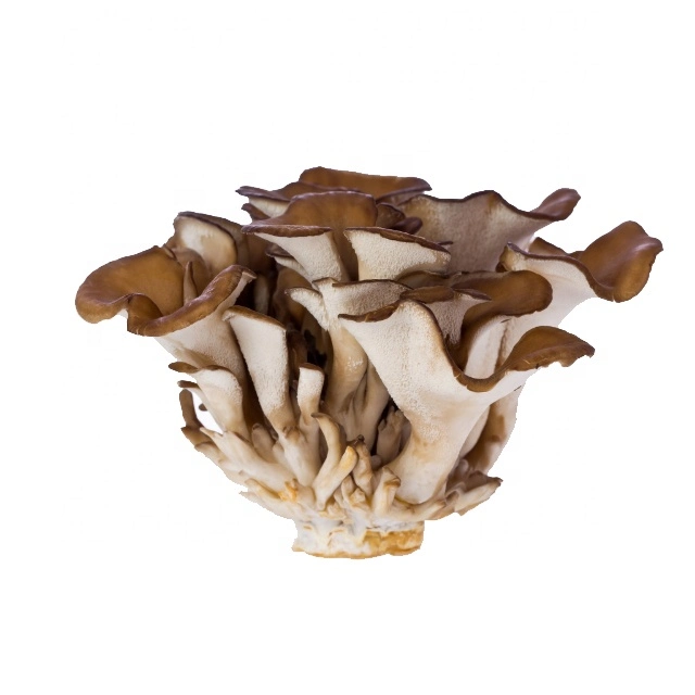 Organic Extract Maitake Food-Grade Herbal Extract Maitake Mushroom Extract Powder