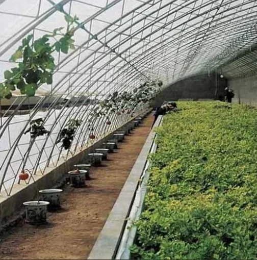 Agricultura / vegetal estufa de filmes Solar com Hidroponia / Aquapônico / Controle Automático de clima para tomate / Flor / Strawberry / Fazenda / pepino / Lean Para estufa