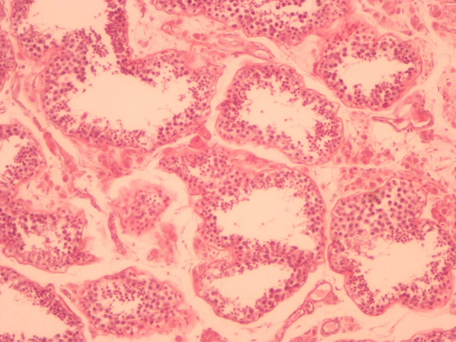 Mamífero Pertoneum de alta calidad de la Histología Microscopio de laboratorio de biología de las diapositivas diapositivas diapositivas de vidrio