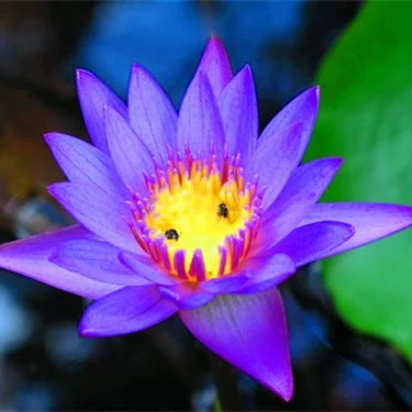 Factory supply 100% pure natural blue lotus oil Nymphaea caerulea oil