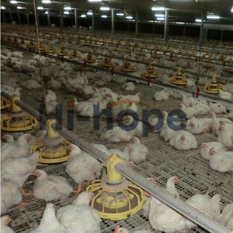 Agricole moderne de l'équipement automatique de la volaille Poulets de chair de poulet avec système d'alimentation et de boire