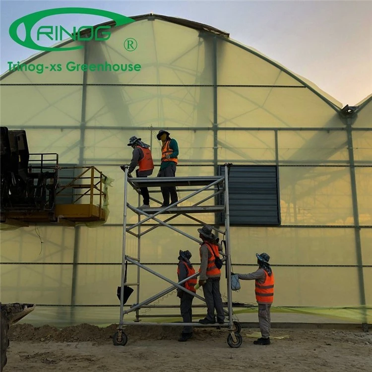 Best Design Multi-span Commercial Plastic Film Greenhouse for Seeding Planting