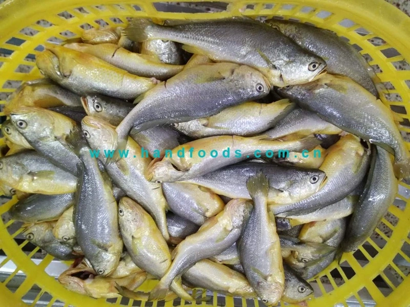 Good Quality Seafood Fully Cleaned Yellow Croaker Healthy