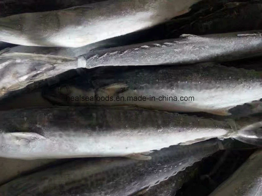 Chinese Frozen Spanish Mackerel Fish Supplier