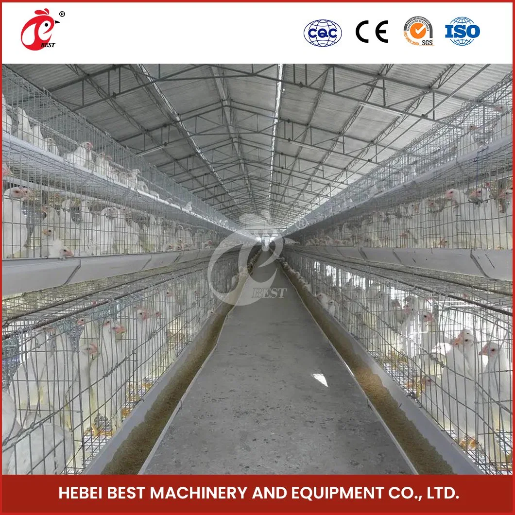 Bestchickencage China Chicken Battery Cages Poultry Farm Suppliers a Frame Automatic Broiler Cages Convenient Catch Chicken Management a Safe Cage for Chickens