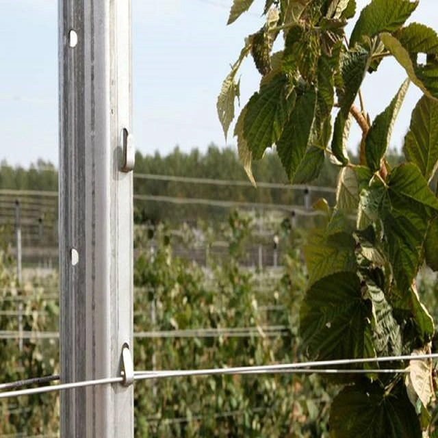 Single Diamond 54X30mm 50X40mm Metal Grape Vine Trellis Posts Rust Resistance