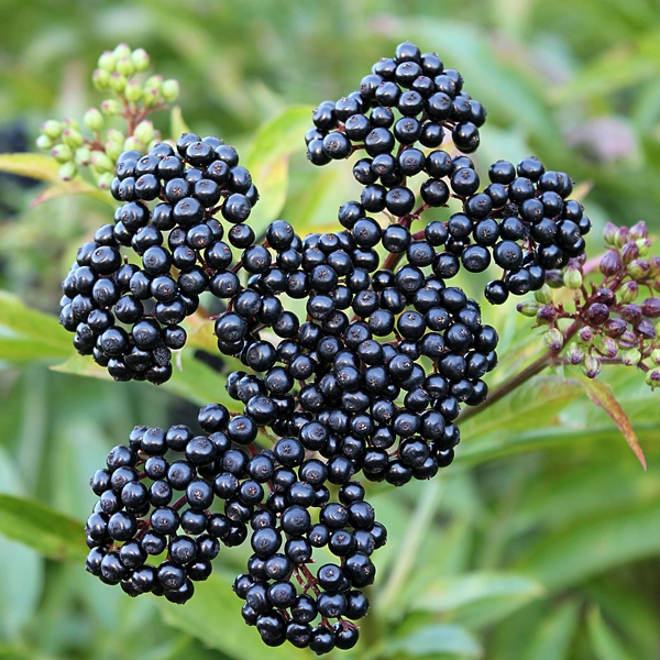 Una muestra gratis suplementos naturales bajar los lípidos sanguíneos Black Elderberry orgánicos Sambucus extraer antocianos en polvo