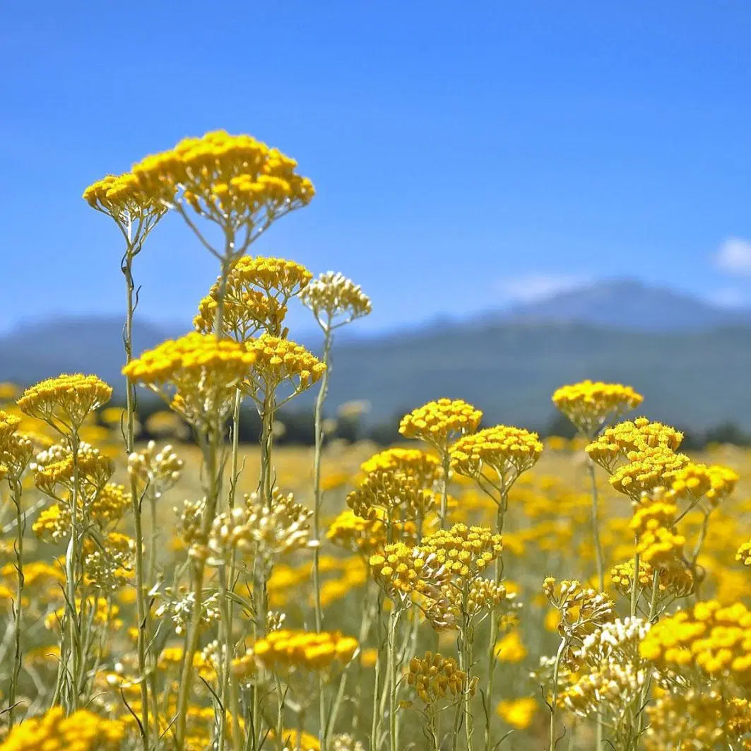 Melhor Qualidade elevada 4 puros e naturais: 1 a 20: 1 Helichrysum extraia