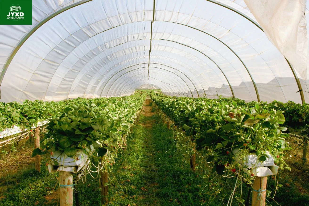 Low Cost Greenhouse Plastic Strawberry Greenhouse