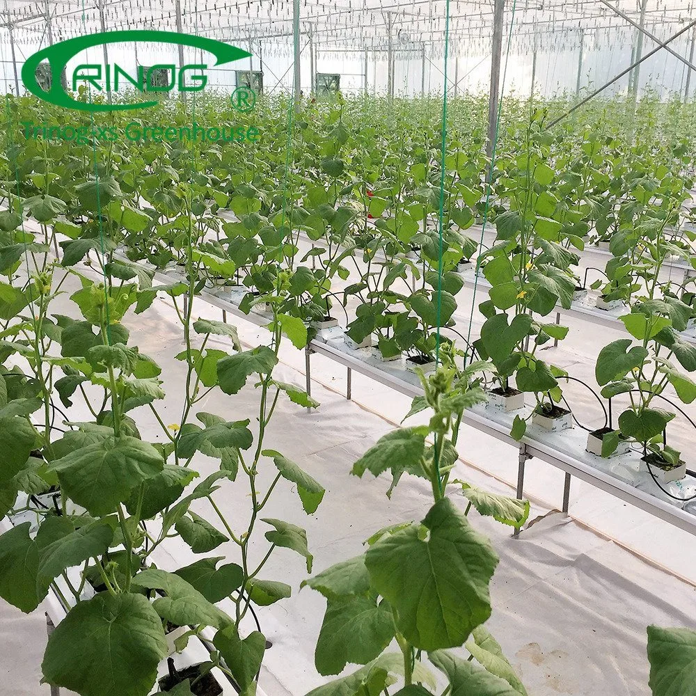 Economical New Type Multi-Span Film Agricultural Cultivation Hydroponics System Green House for Vegetable Growing