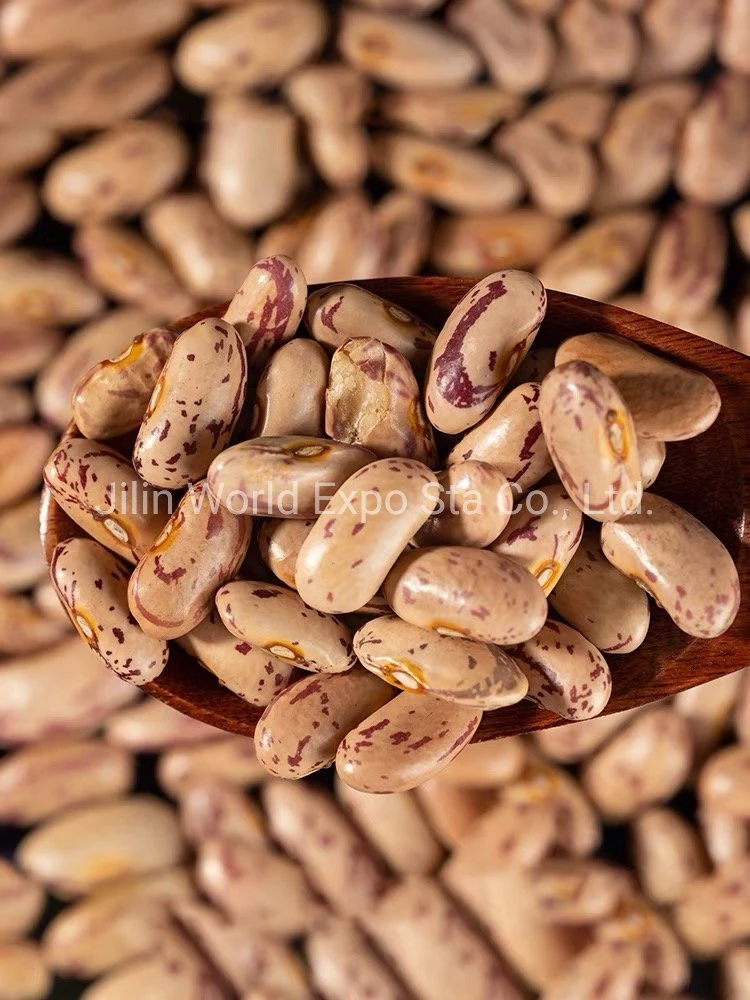 Wholesale/Supplier Dried Light Speckled Kidney Beans (LONG SHAPE) 180-190 for Food