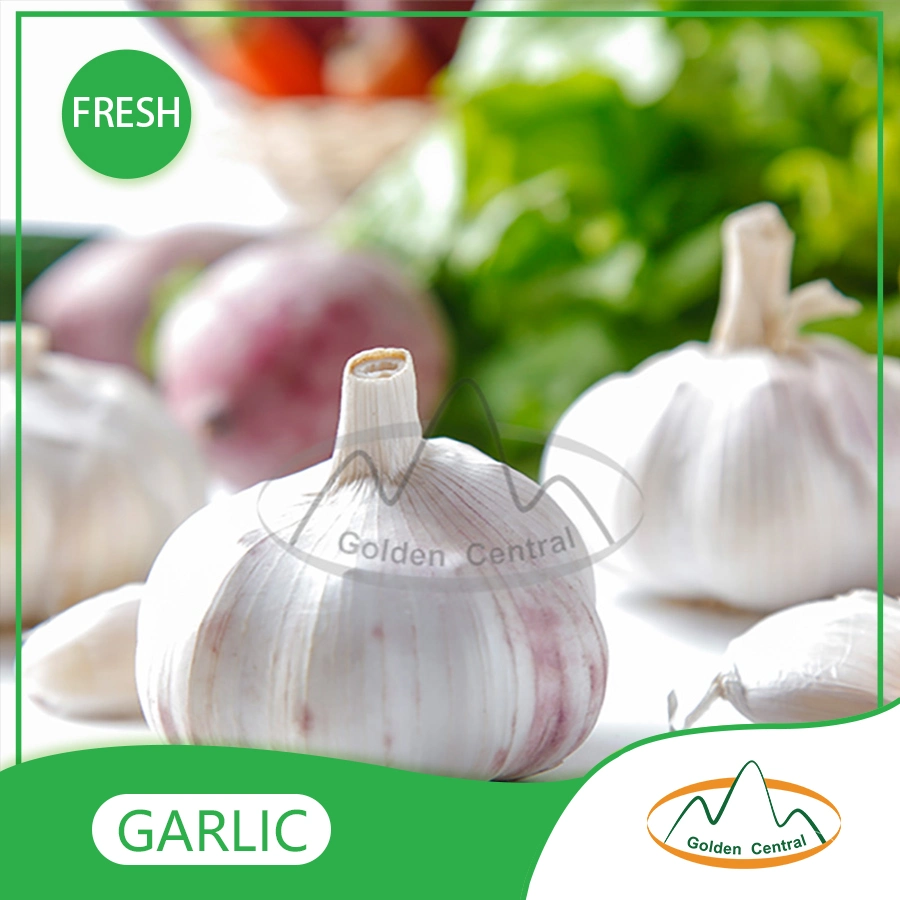 Wholesale/Supplier Export Fresh High quality/High cost performance  Peeled Garlic