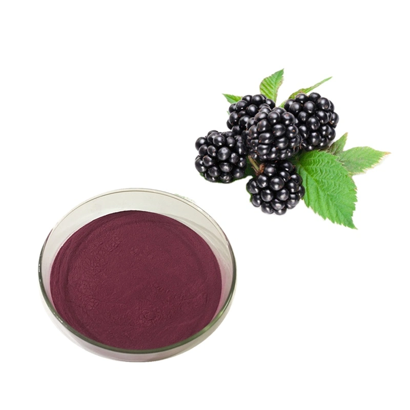 10 : 1 casher Halal 20 : 1 Blackberry Blackberry Extrait de fruits en poudre Poudre