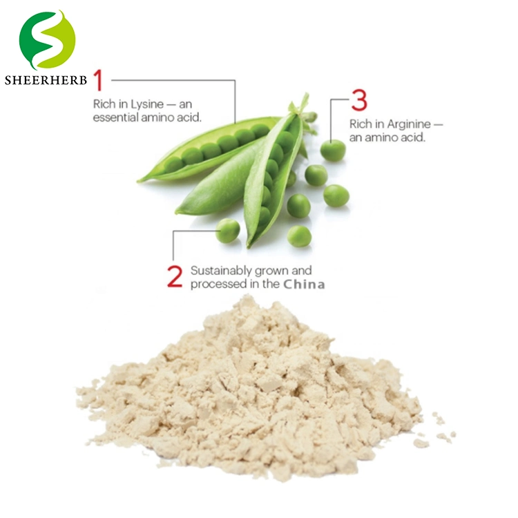 Food Ingredients Hight Quality Pea Peptides Healthcare Supplement Promote The Probiotic Pea Protein Powder