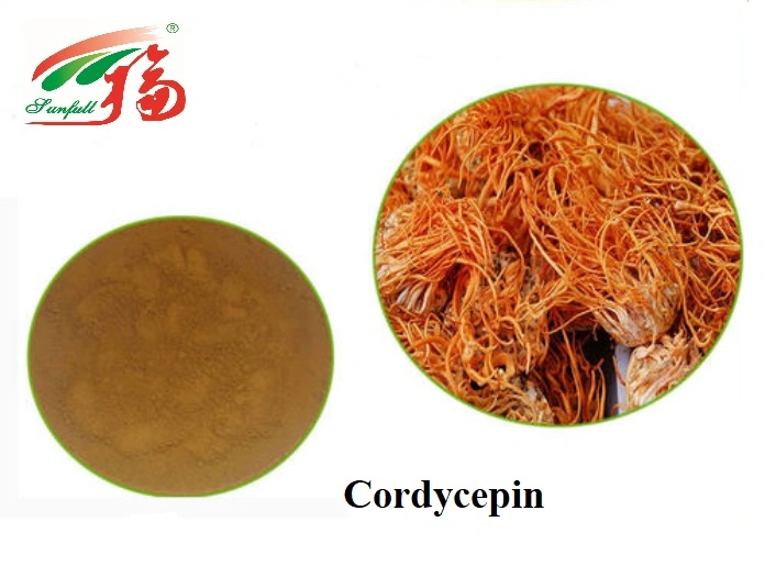 Cordyceps militaris extraire/ la cordycépine 3%-4% par HPLC/ CAS No 73-03-0