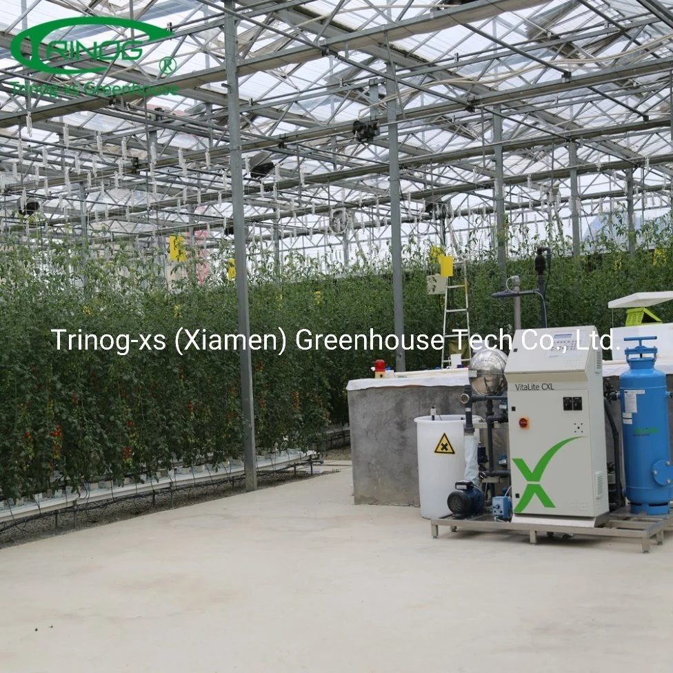 Commercial farm turnkey project glass green house for cherry tomato