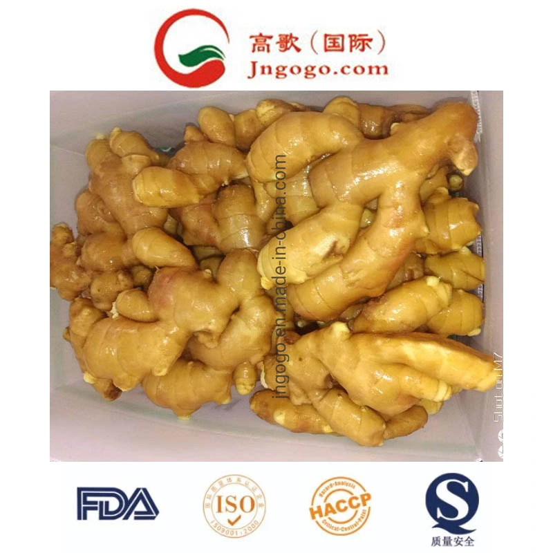 Professional Exporter of Fresh Ginger (100-250g)