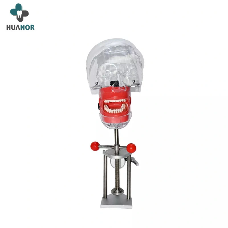 Maniquí de Nissin simulador Dental dental de la cabeza del maniquí de la cabeza del maniquí modelo con el nuevo estilo de montaje en banco de dentista para la Educación