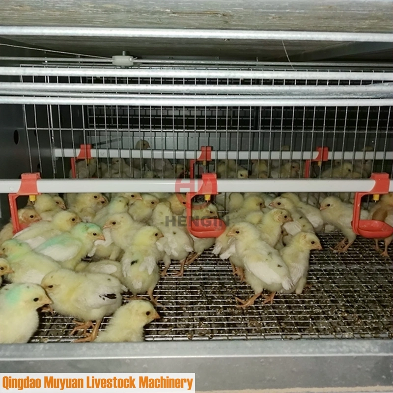 Geflügelfarm Layer Pullet Coop von Baby Chicken Livestock Machinery