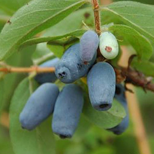 Extracto de Hierbas en Polvo de color azul Madreselva fruto 10: 1 Anthocyanidins mejorar los suplementos dietéticos para la vida diaria sin conservantes de alimentación de la fábrica Visual