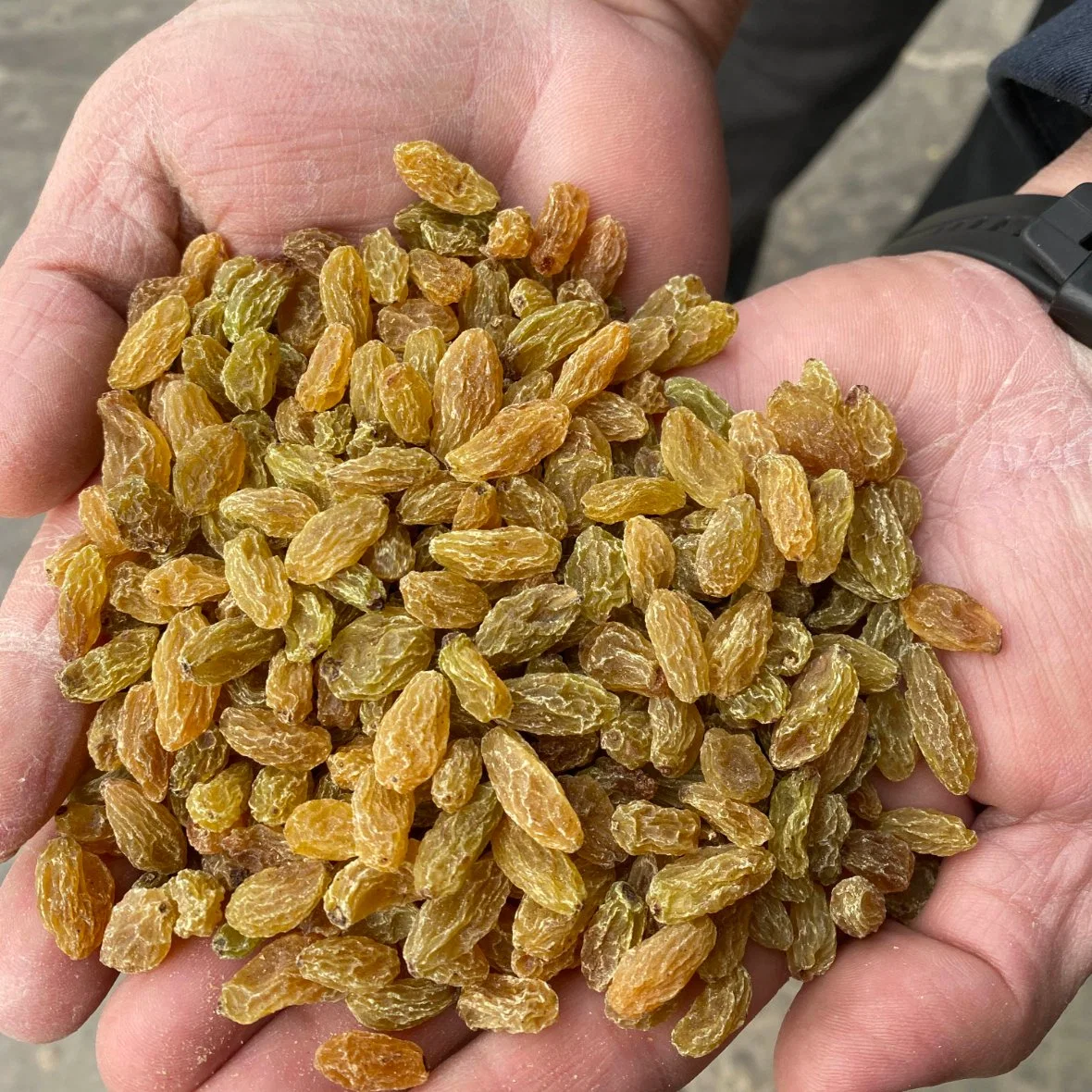 Raisin Golden Bulk Supply From China