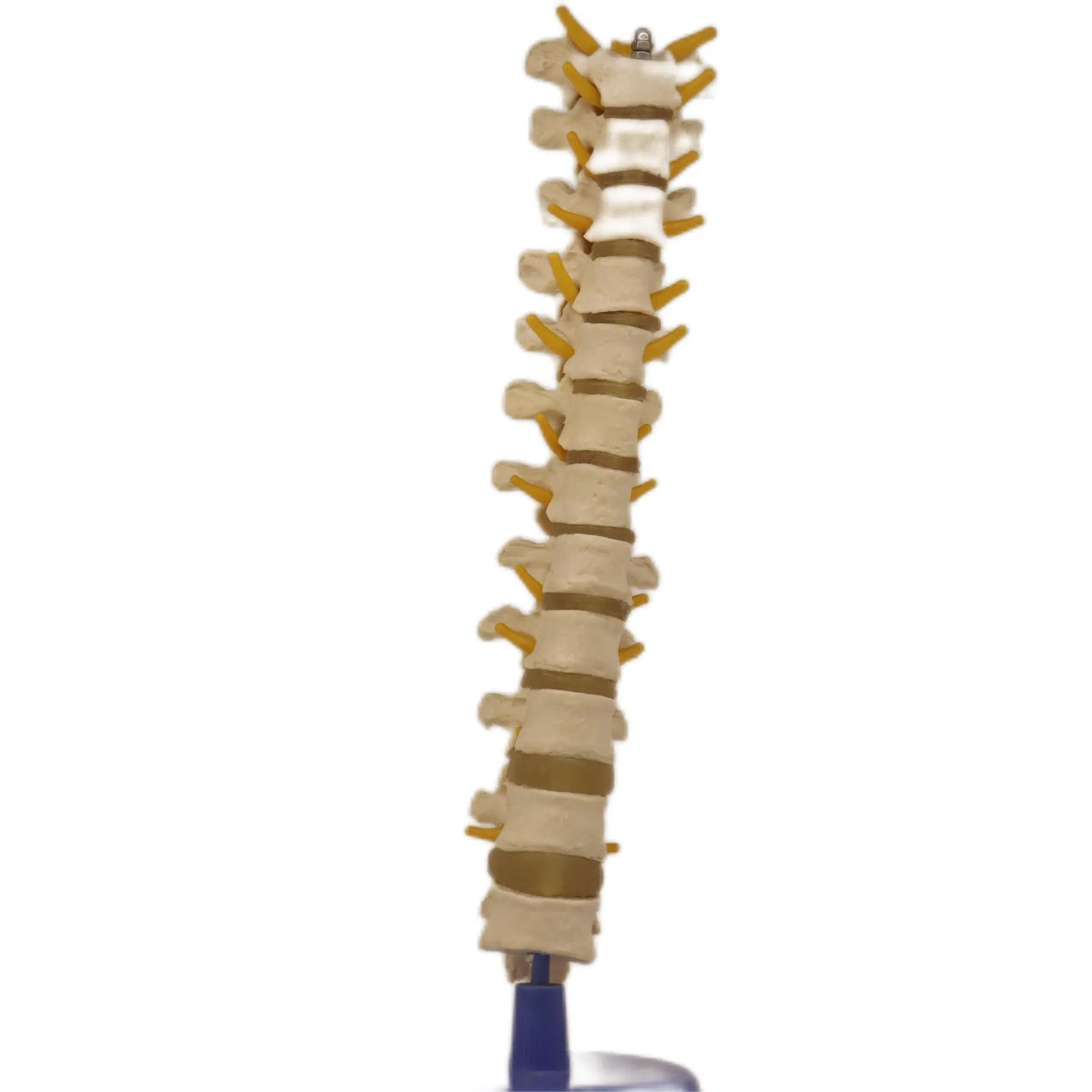 Lab Teaching Models Thoracic Vertebra Skeleton Model of PVC