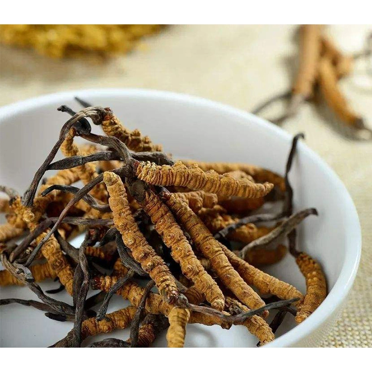 Health Supplement Cordyceps Sinensis Extract Cordyceps Militaris Powder with Water Soluble