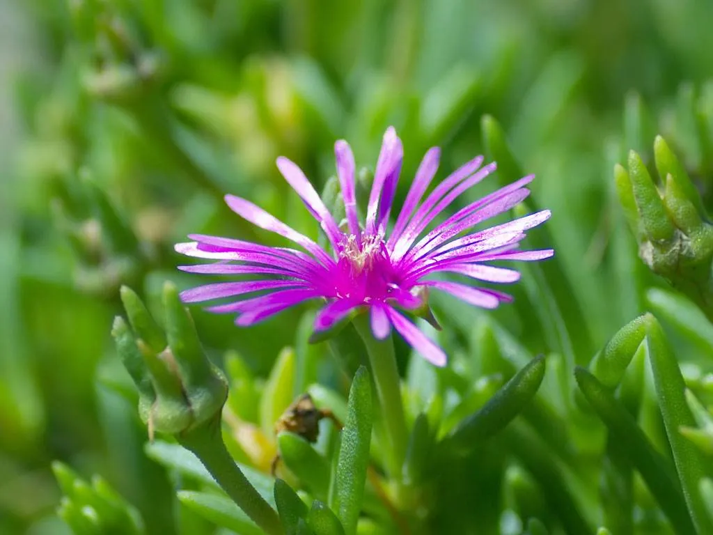 Extracto de Kanna &amp;Sceletium Tortuosum polvo Extracto con Precio barato y muestra gratuita