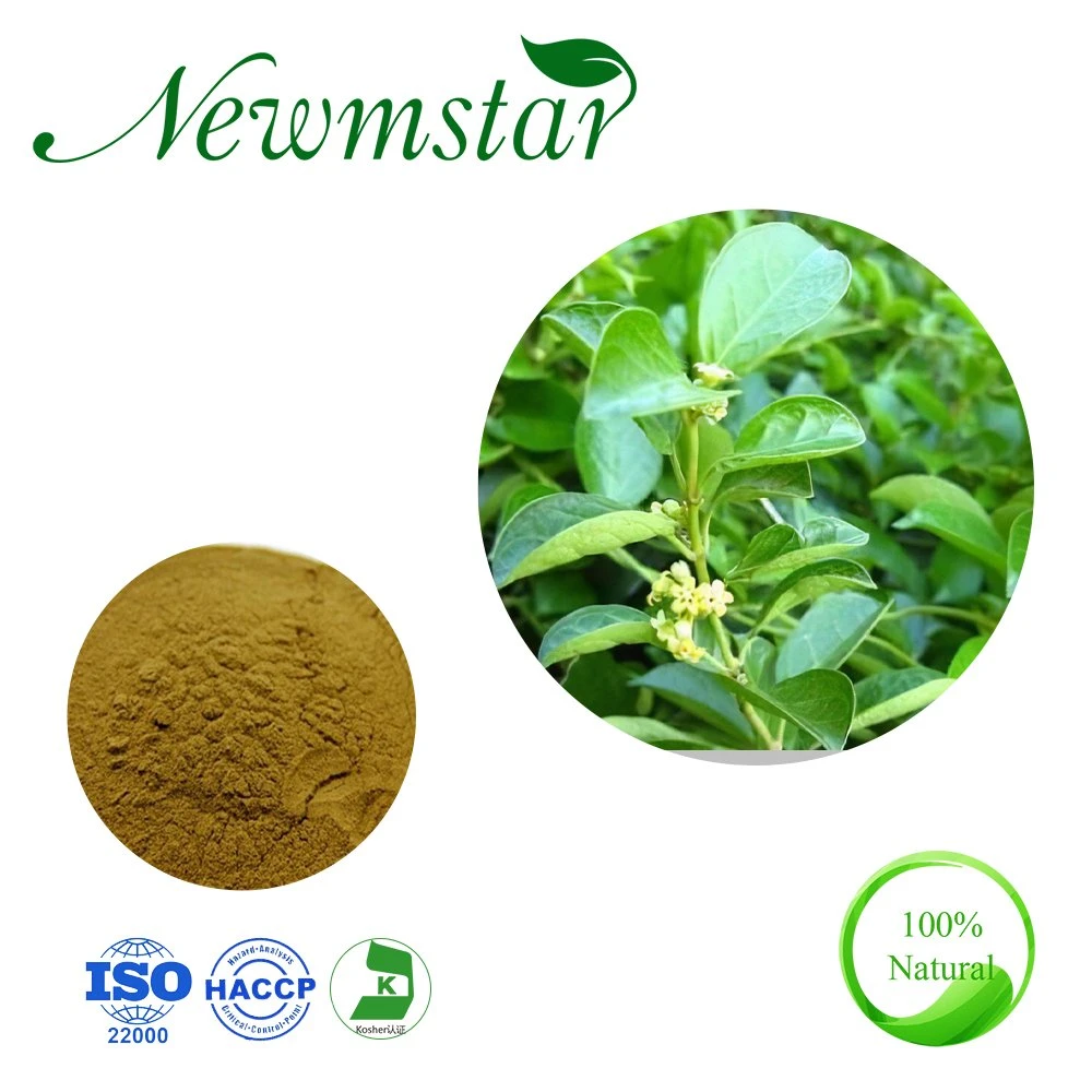 Élimination de la toxicité 100% extrait naturel de plantes acide gymnémique 25%-75% Gymnema Sylvestre Extraire